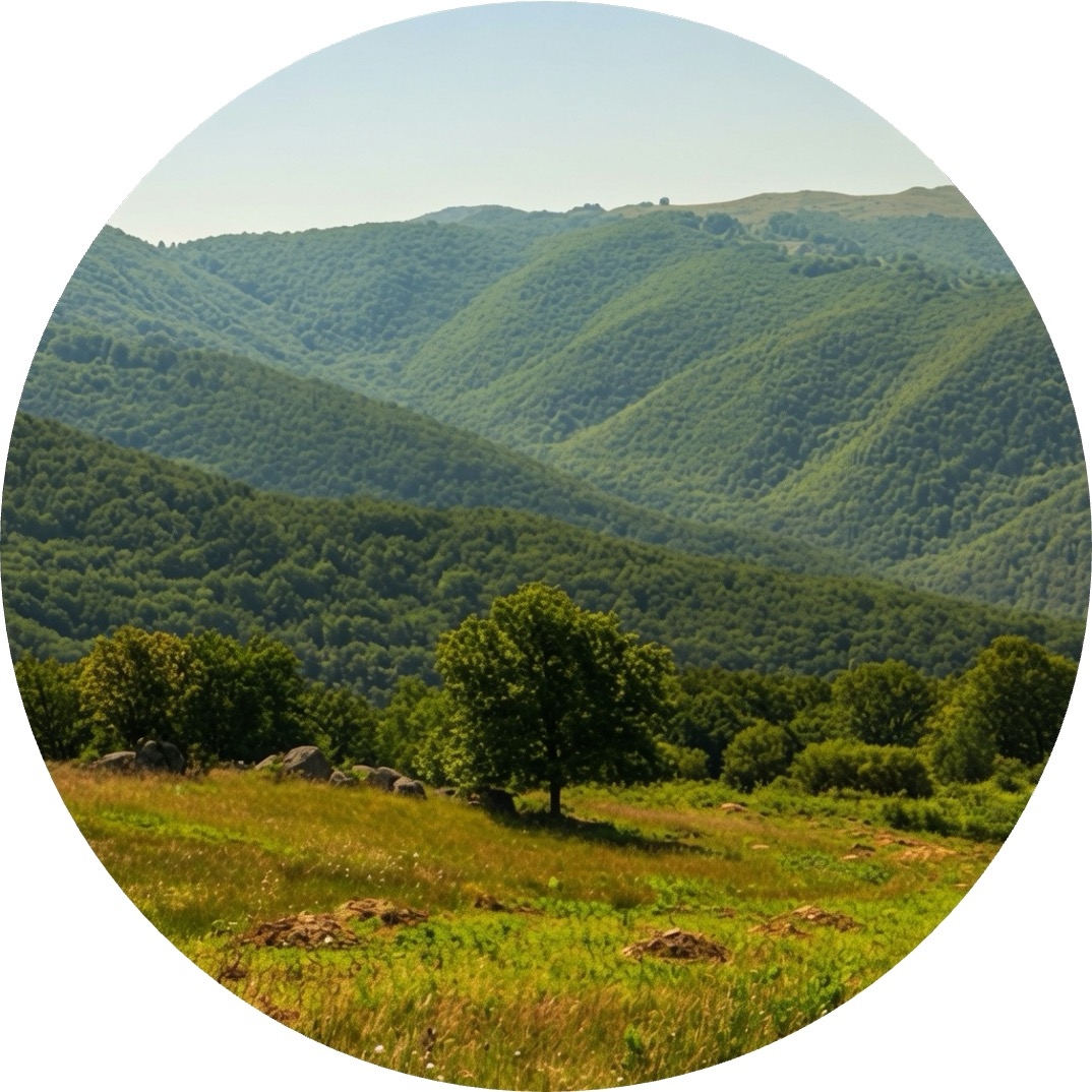 Залесяване на хълмовете над града / Afforestation of the hills above the town